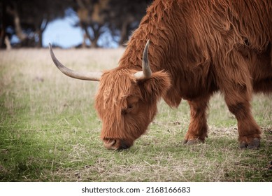 377 Fringe cow Images, Stock Photos & Vectors | Shutterstock