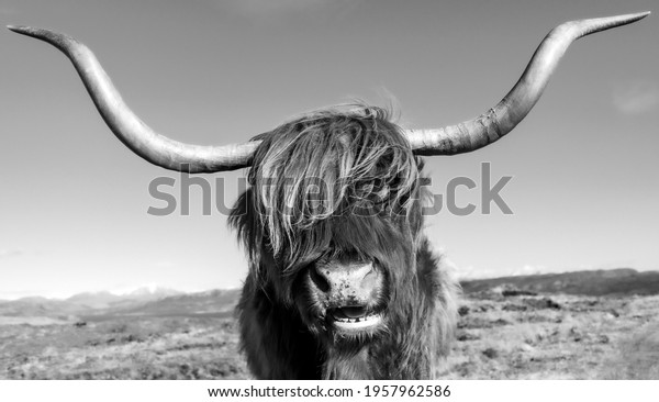 27,931 Highland Cow Stock Photos, Images & Photography | Shutterstock