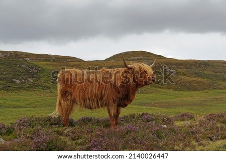 A Highland Cow with long wide horns and a long wavy woolly coat is a hardy breed able to withstand the intemperate conditions in the Scottish Highlands