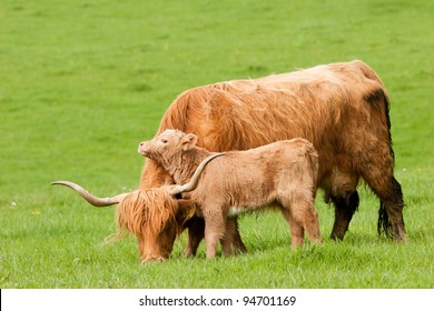 Royalty Free Baby Highland Cow Stock Images Photos Vectors