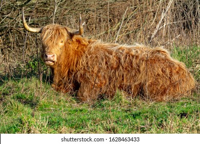 Cow Down Lies Images Stock Photos Vectors Shutterstock