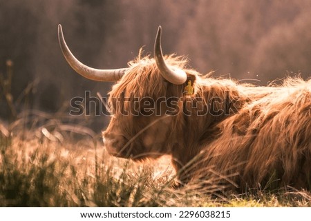Highland cow - more than just hairy face