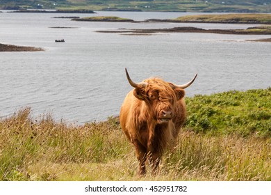 A Highland Cow Near Dunvegan Duirinish Peninsula, Isle Of Skye, Scotland