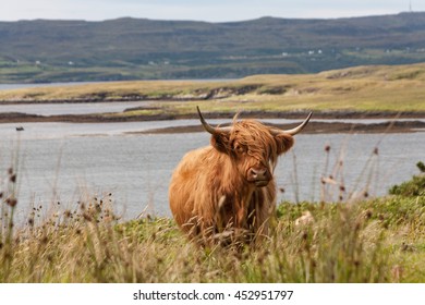 A Highland Cow Near Dunvegan Duirinish Peninsula, Isle Of Skye, Scotland