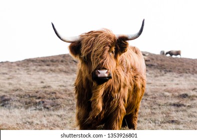 Highland Cow On Islay