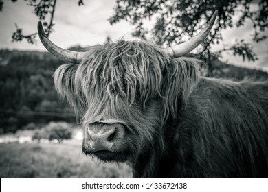 1,885 Black and white highland cow Images, Stock Photos & Vectors ...