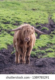 Highland Cow On Polish Meadow Highland Stock Photo 1389785291 ...