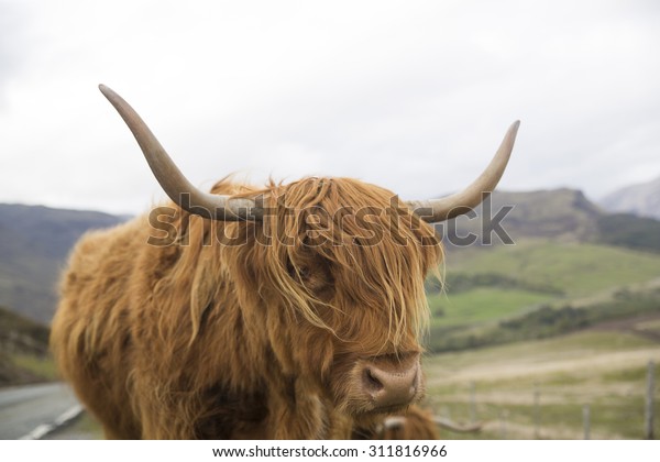 Highland Cow On Side Road Big Stock Photo (Edit Now) 311816966