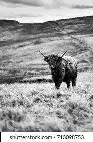 Highland Cow, Peak District, 2017, Black And White