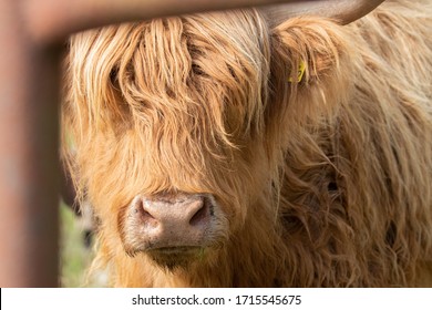 Rusty Highland Cow Head