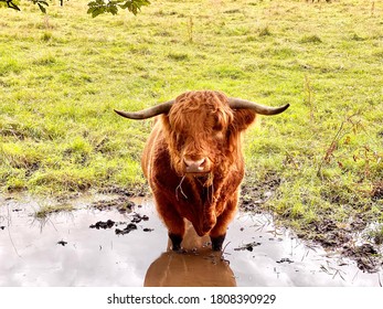 Highland Cow In Pollock House Country Park