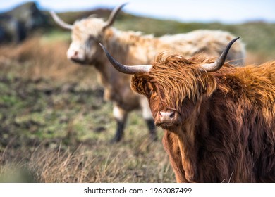553 Highlander society Images, Stock Photos & Vectors | Shutterstock