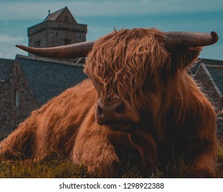 819 Cattle King Images, Stock Photos & Vectors | Shutterstock