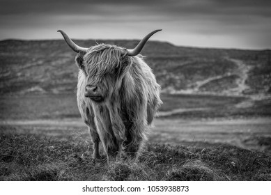 5,037 Highland cow face Images, Stock Photos & Vectors | Shutterstock