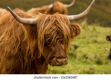 Highland Cow Scotland Highlands Stock Photo 1562583487 | Shutterstock