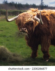 Highland Cow, Scottish Highlands, Chewing On Hay. Selective Focus On Cow, With Enhanced Highlights. Soft Focus On Background And Hay.