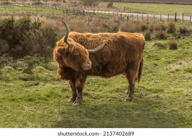 4,742 Cow scratching Images, Stock Photos & Vectors | Shutterstock