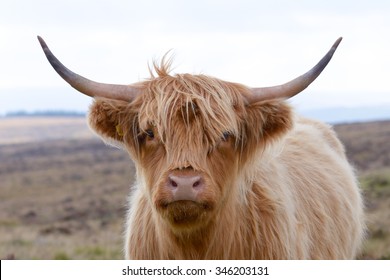 Highland cow at the side of the road on Dartmoor, Devon, England