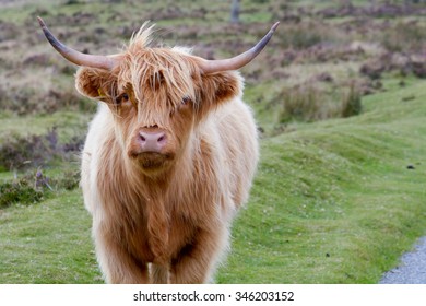 1,204 Highland cow on the road Images, Stock Photos & Vectors ...