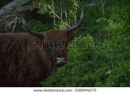 Highland cow, side view head
