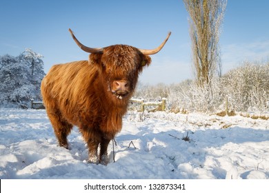 Highland Cow In Snow