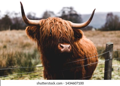 A Highland Cow spotted on our scottish road trip through the highlands.
