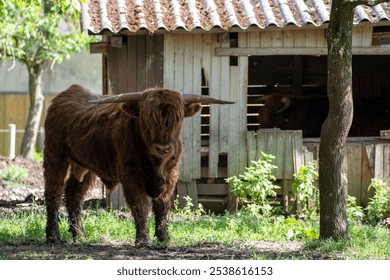 A Highland cow standing in front of a rustic wooden shed in a sunny farm setting - Powered by Shutterstock