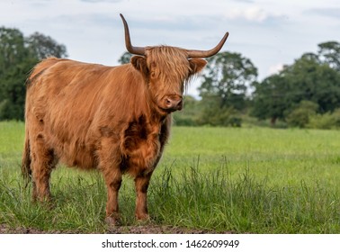 Highland Cow Sticking Out Tongue Stock Photo (Edit Now) 1350374330