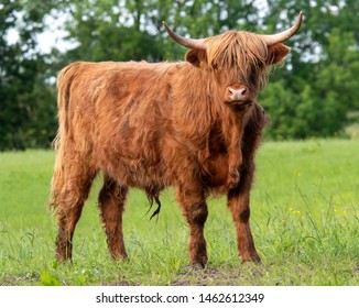 3,024 Shaggy cows with horns Images, Stock Photos & Vectors | Shutterstock