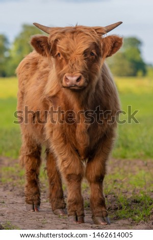 Similar – Young cattle Cattle Calf