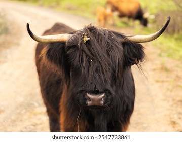 Highland cow standing on a dirt road with other cows grazing in the background - Powered by Shutterstock