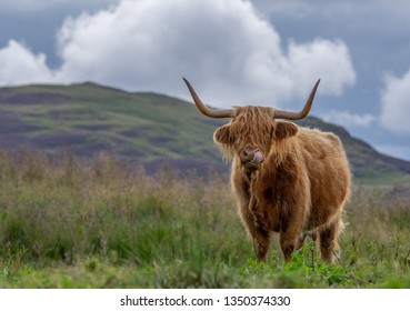 Highland Cow Sticking Out Tongue