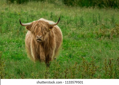 Highland Cow Sticking Tongue Out