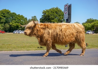 Highland cow strolling down road in the New Forest National Park in Hampshire England. Brown hairy cow walking along rural road on summer day