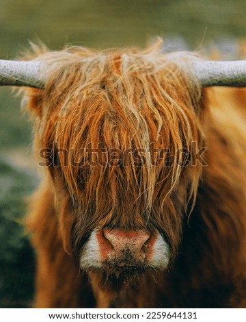 Highland Cow, taken on the Isle of Skye in Scotland. Also known as an Highland Coo. 