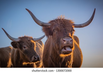Highland Cow Tongue