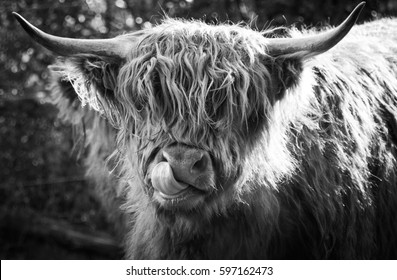 Highland Cow With Tongue On It's Nose