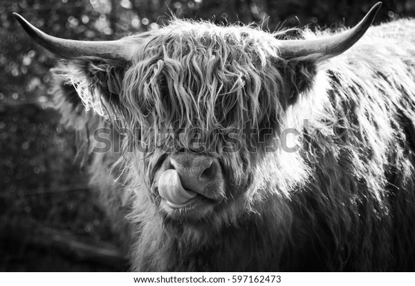 Highland Cow Tongue On Nose Stock Photo 597162473 | Shutterstock