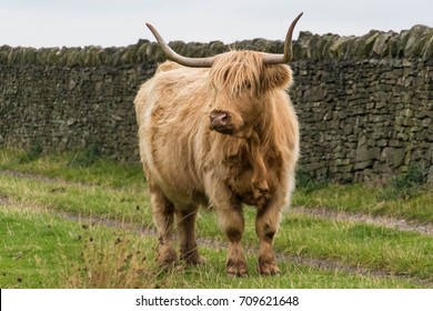 Scottish Highland Cow Green Grass Field Stock Photo (Edit Now) 1299110797