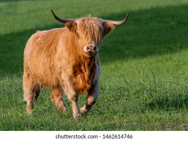 Highland Cow Walking Green Field Stock Photo (Edit Now) 1462614746