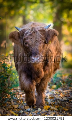 Similar – Young cattle Cattle Calf