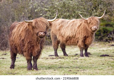 Highland Cows (affectionately known as Shaggy Moos) looking towards the camera. Taken at Kippford, Dumfries and Galloway, Scotland, UK.