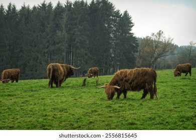 The Highland cows grazing in a green grassy pasture - Powered by Shutterstock