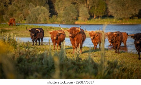 Highland cows in a row in golden sunlight by the river - Powered by Shutterstock