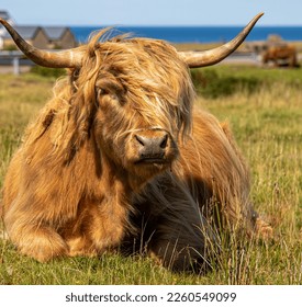 Highland cows in the sunshine in the scottish highlands - Powered by Shutterstock