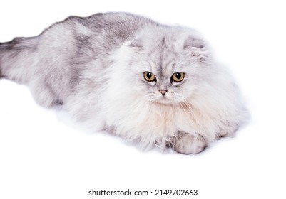 4,388 Highlander cat Images, Stock Photos & Vectors | Shutterstock