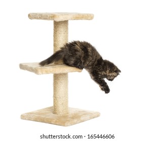 Highland Fold Kitten Jumping From A Cat Tree, Isolated On White