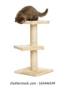 Highland Fold Kitten On Top Of A Cat Tree, Looking Down, Isolated On White