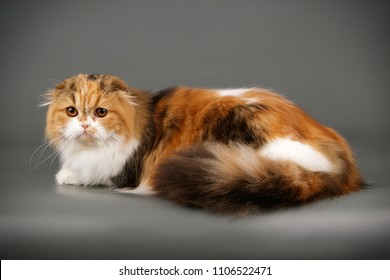 Highland Fold Scottish Fold Longhair Tortie Stock Photo 1106522471 ...