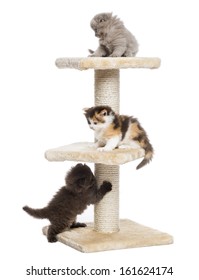 Highland Fold Or Straight Kittens Playing On A Cat Tree, Isolated On White